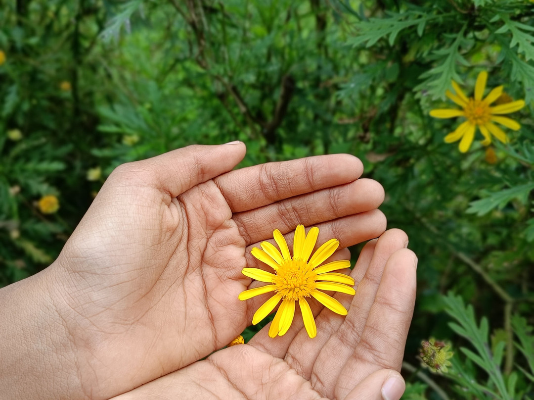 Blossom Hydel Park景点图片