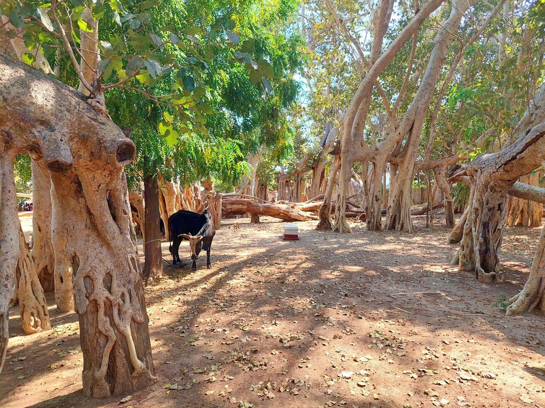 The Sacred Tree of Miary景点图片