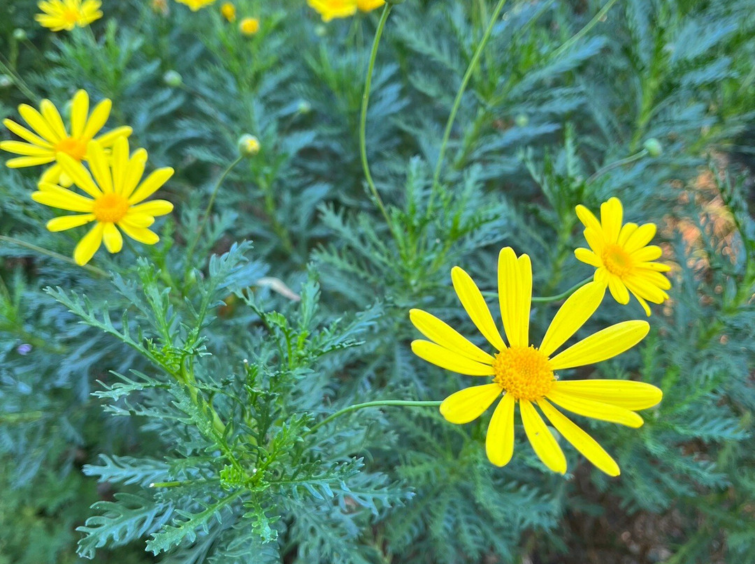 Shinn Historical Park and Arboretum-费利蒙必去景点
