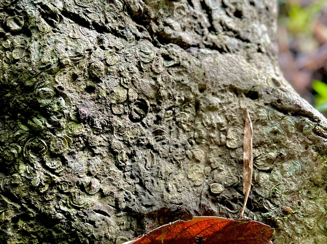 Toglo Cave-Tena必去景点