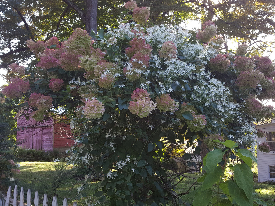 Bitter Sweet Bed & Breakfast主图