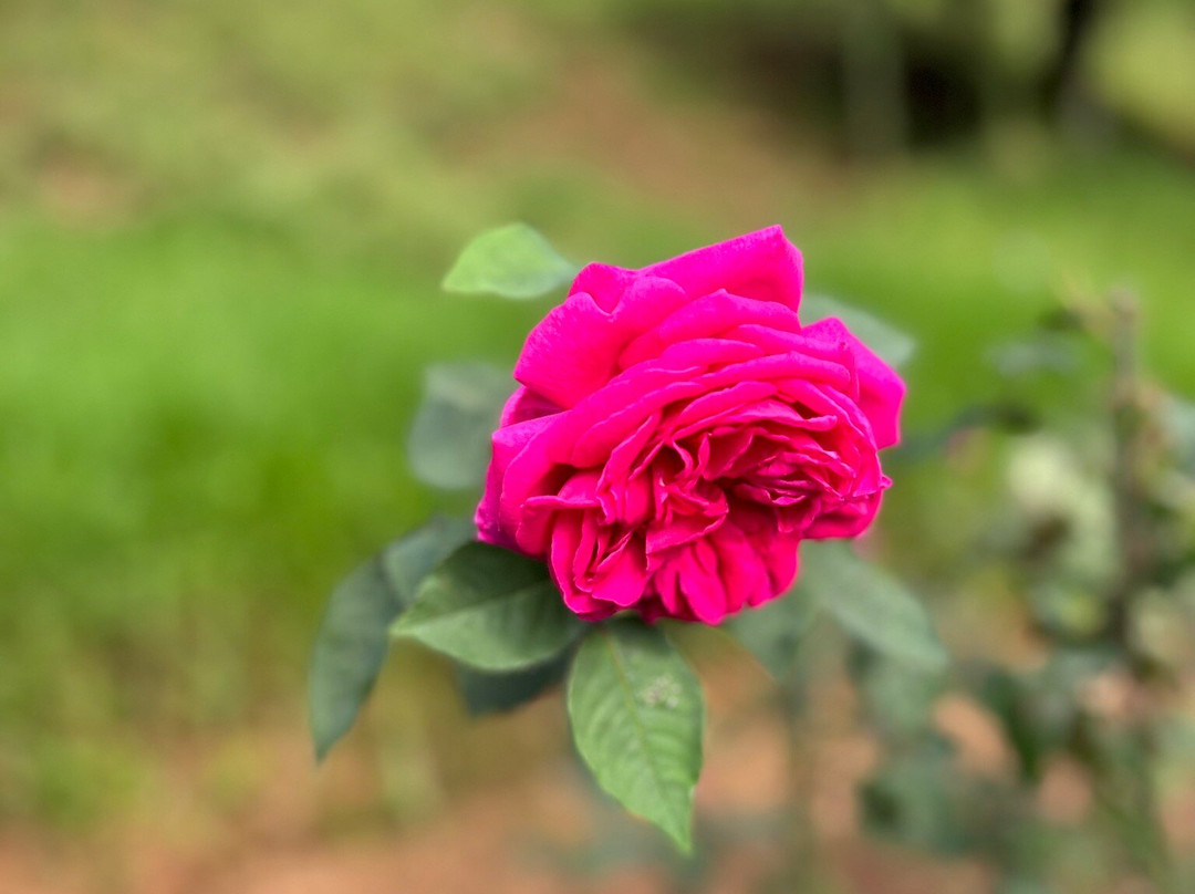 Government Rose Garden-乌提必去景点