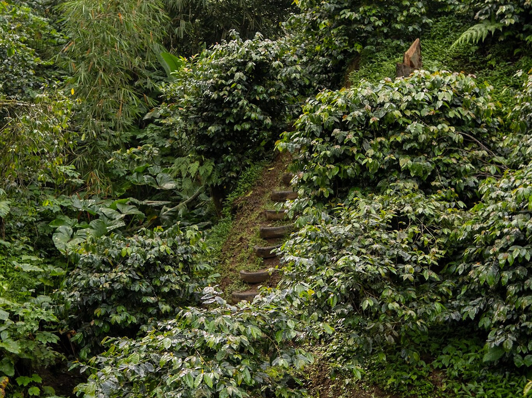 Wanagiri Coffee Plantation Bali And Luwak Coffee景点图片