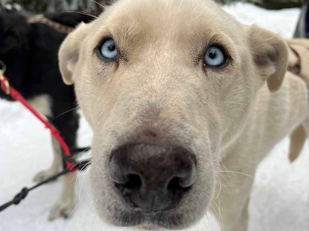 Cold Fire Creek Dogsledding-维尔蒙特必去景点