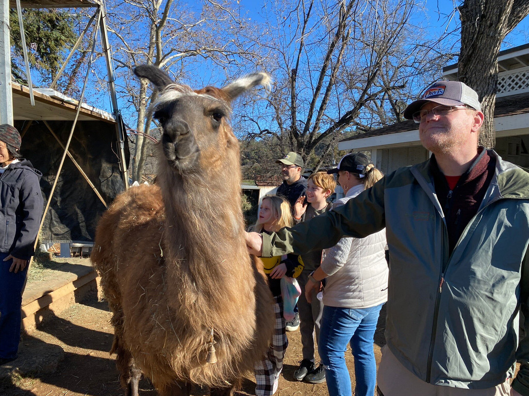 Llamas of Circle Home景点图片