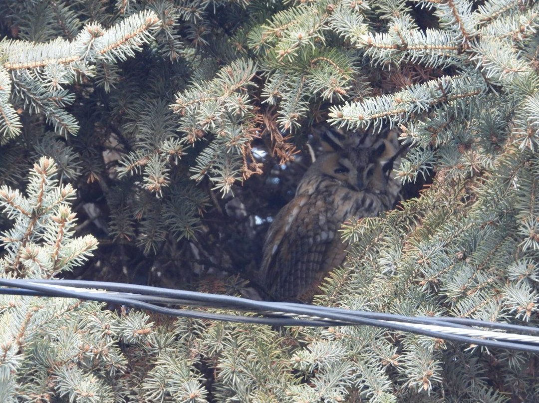 Wings of Hungary - birding and nature tours景点图片