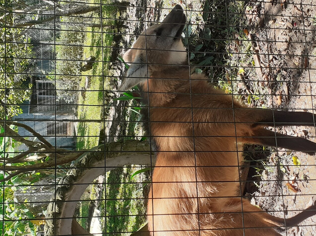 Zoológico Municipal de Guarulhos-瓜鲁柳斯必去景点