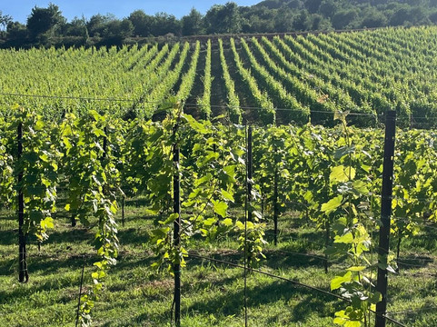 Limito Labirinto Di Vite-Bassiano必去景点