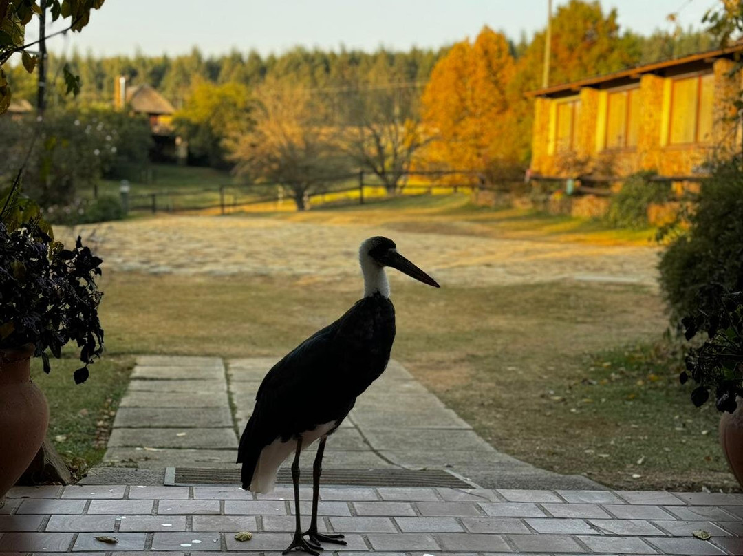 Ardmore Guest Farm主图