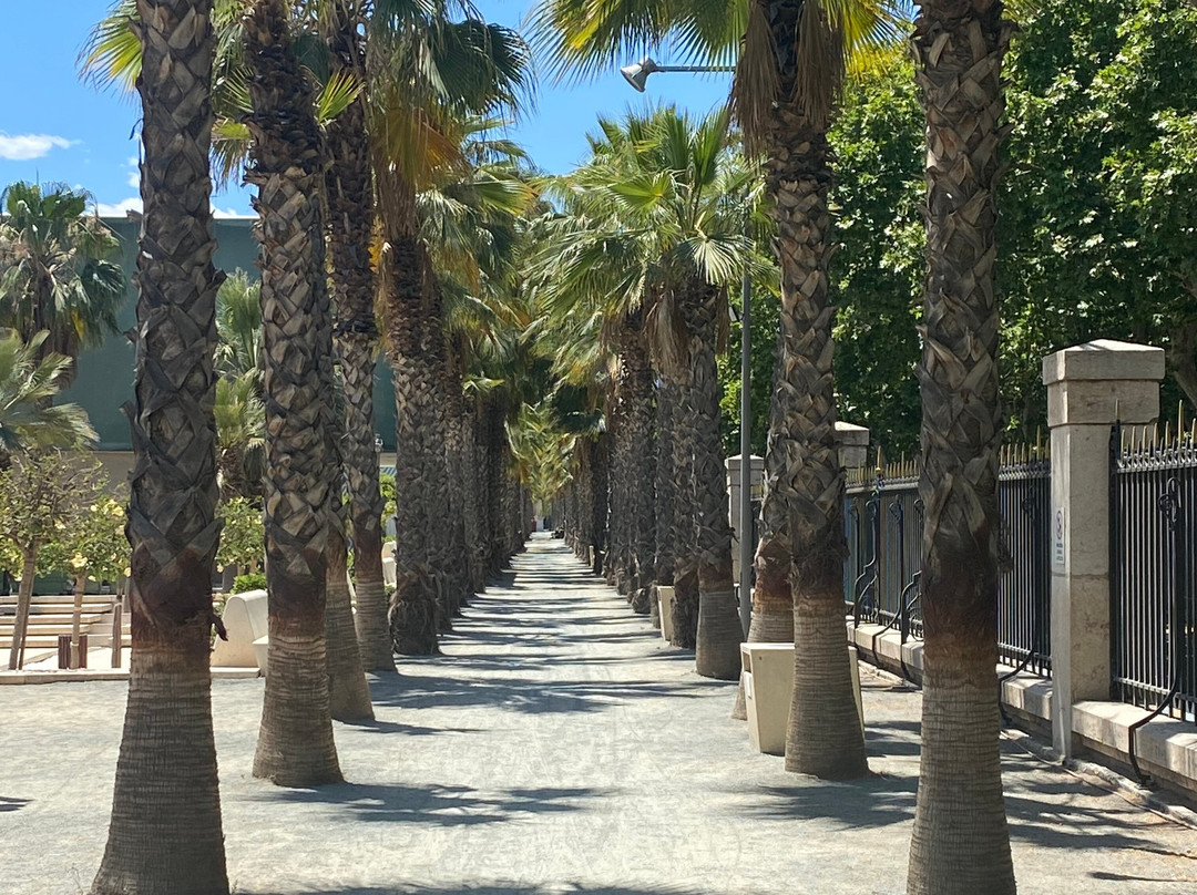 Palmeral de las Sorpresas景点图片