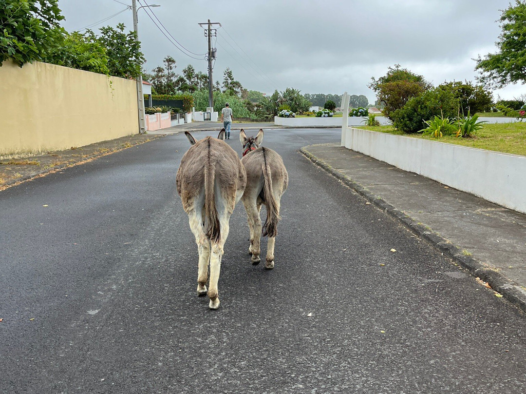 Donkeys & Friends-Agua de Alto必去景点