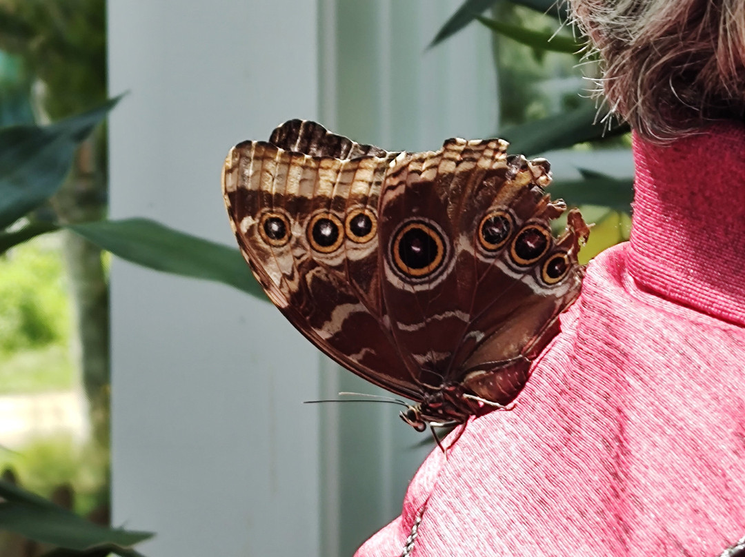 Wings of Mackinac Butterfly Conservatory景点图片