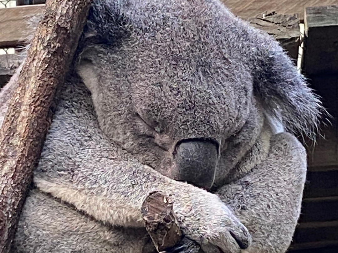Daisy Hill Conservation Park and Koala Centre景点图片