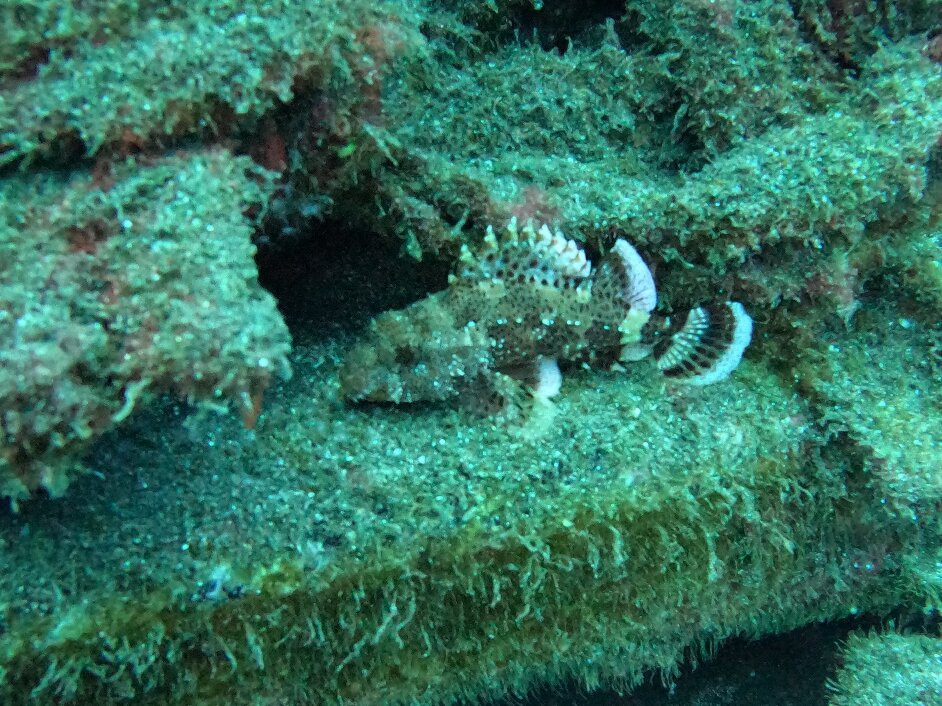 Blue Bottom Diving-奥德杰海岸必去景点