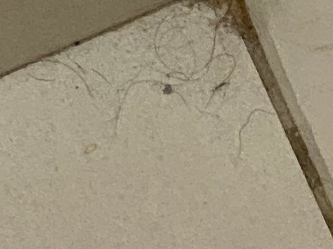 奇利科西东智选假日酒店主图