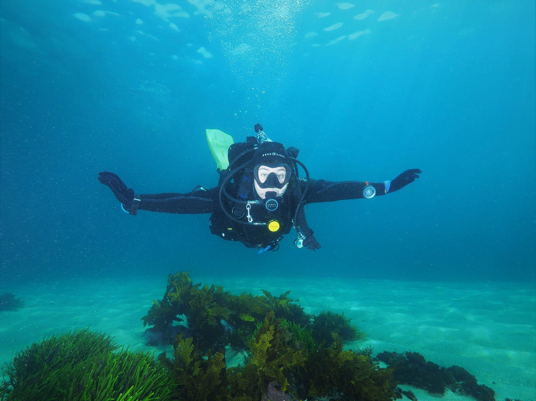 Dive Centre Bondi景点图片
