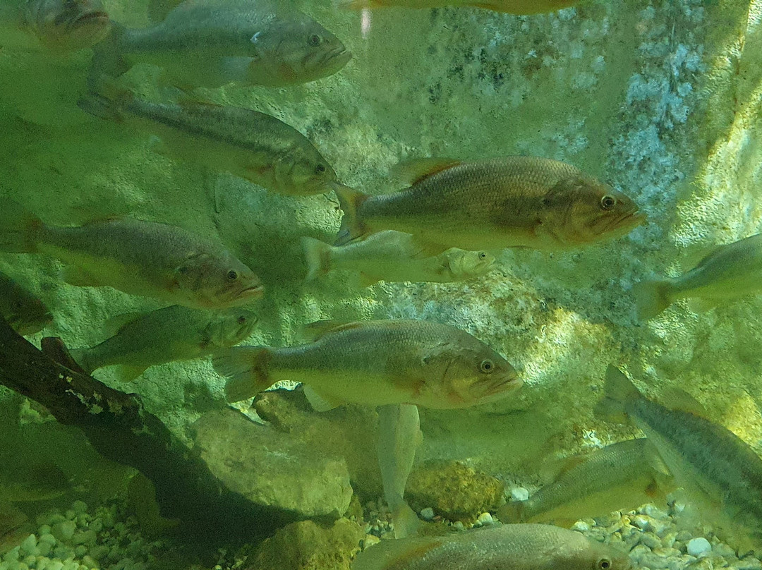 Aquarium du Perigord Noir景点图片