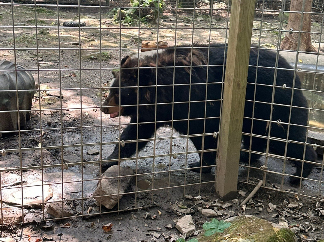 Claws 'N' Paws景点图片