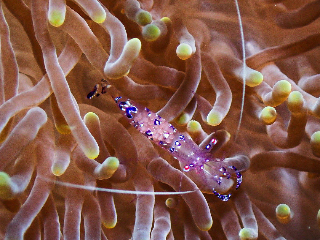 Sunset Cove Beach & Dive Resort主图