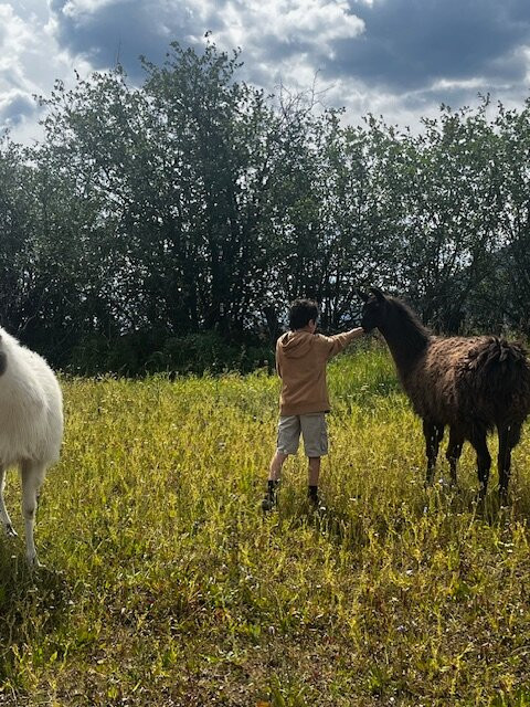 The Llama Sanctuary-Tappen必去景点