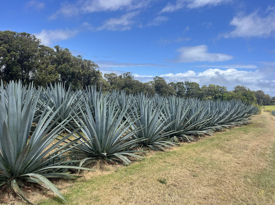 Waikulu Distillery-马卡瓦必去景点