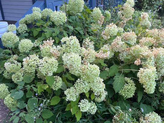 Apple Orchard Inn主图