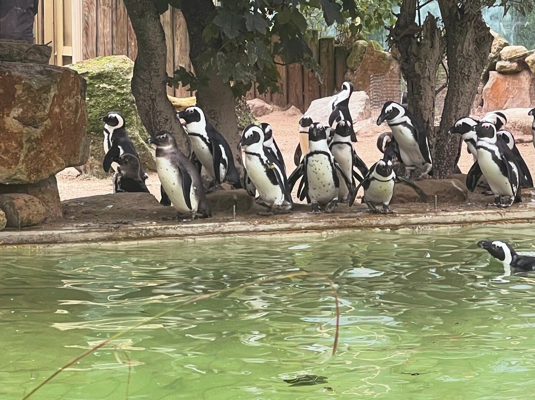 Allwetterzoo Munster景点图片