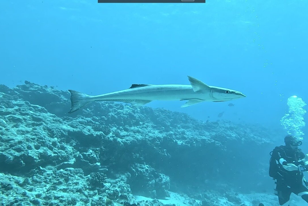 Tikehau Diving-提克豪环礁必去景点