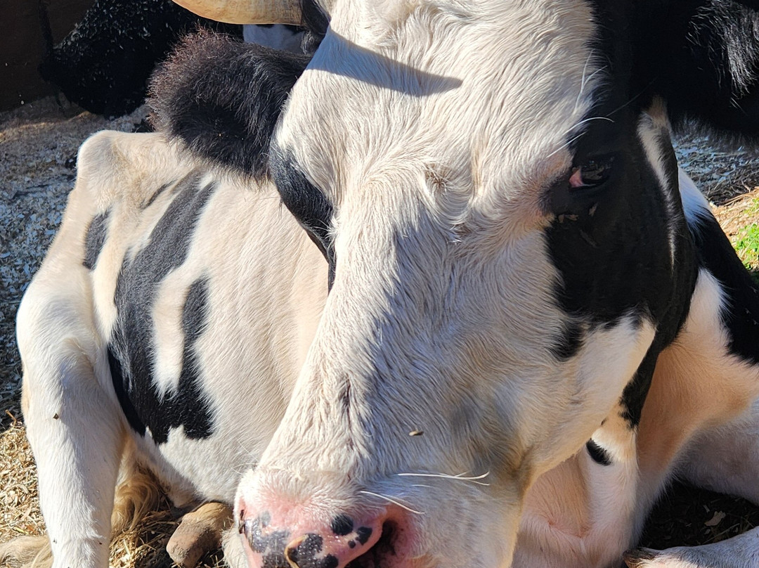 Barn Sanctuary-Chelsea必去景点