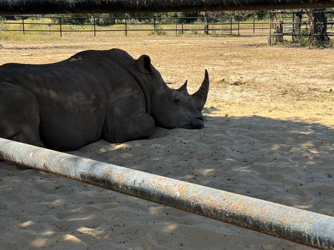 Rhinory