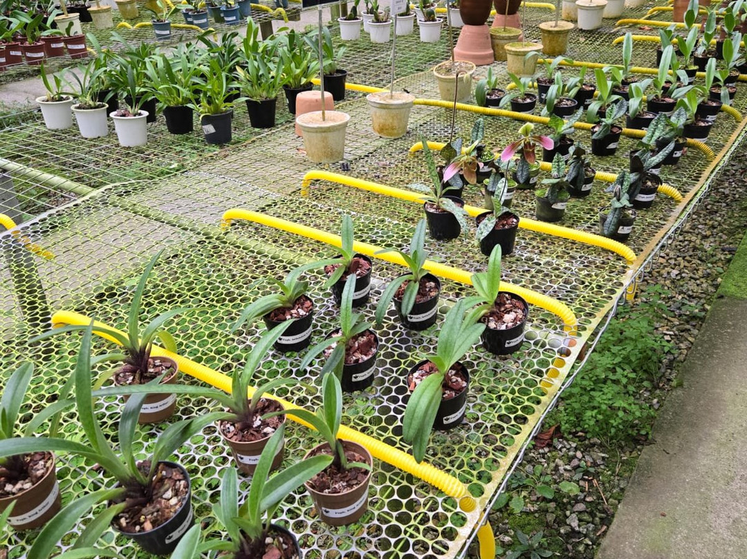 Arabotânica-特雷索波利斯必去景点