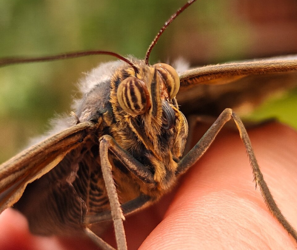 Butterfly World & Farm Park景点图片