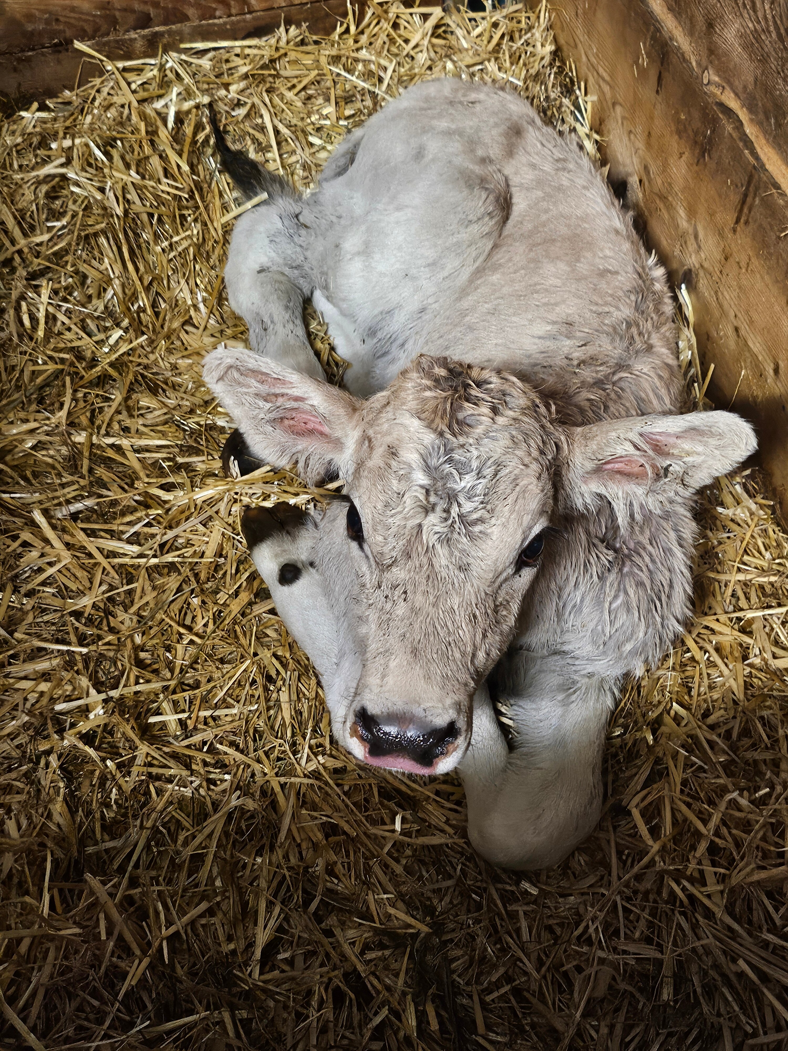 Bauernhof Leneler-官方