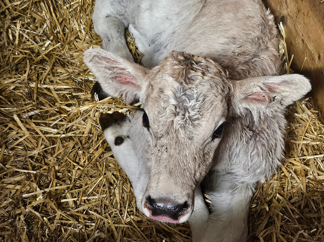 Bauernhof Leneler主图