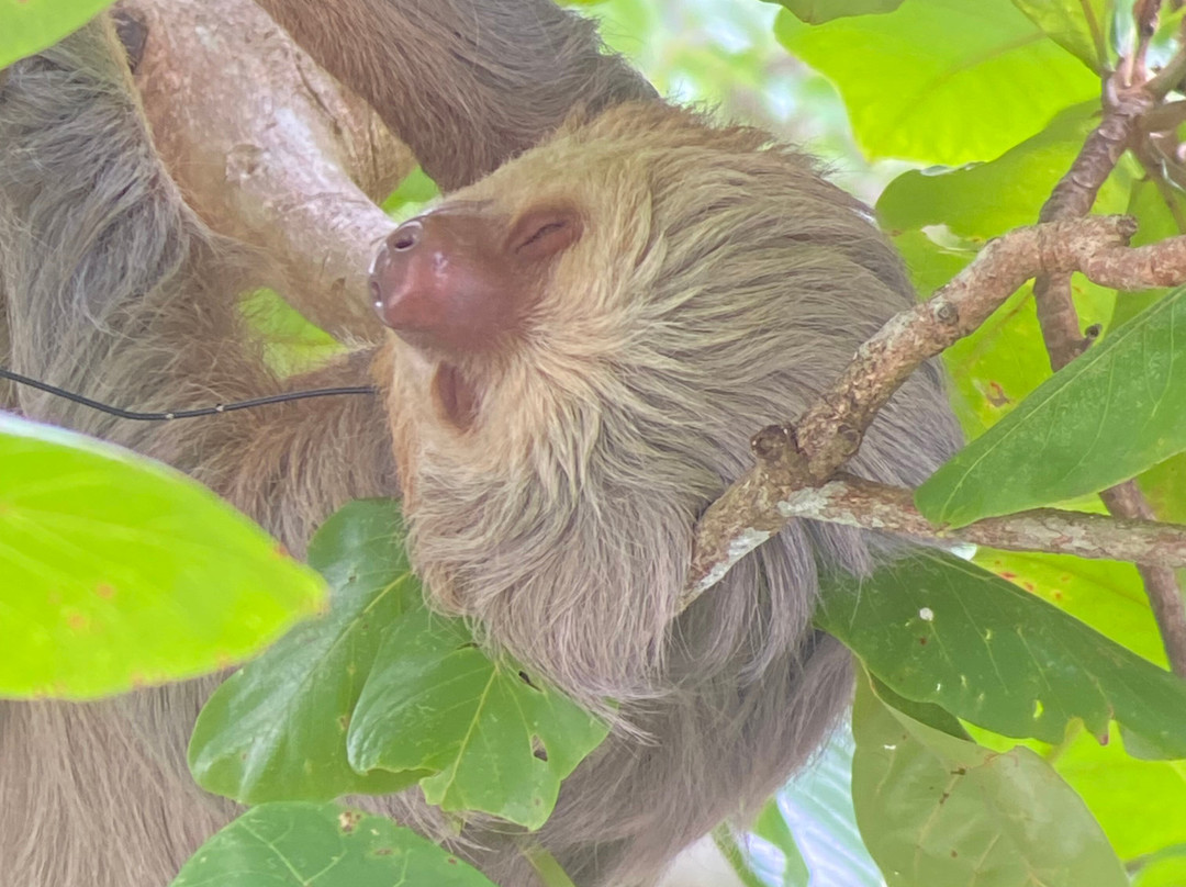 Manuel Antonio Park Wildlife Tour-哥斯达黎加安东尼奥国家公园必去景点