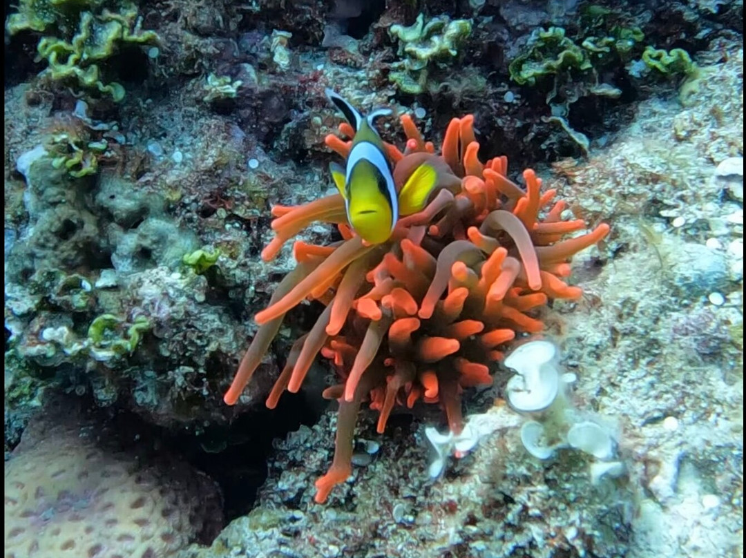 Octopus Diving Centre-Pereybere必去景点