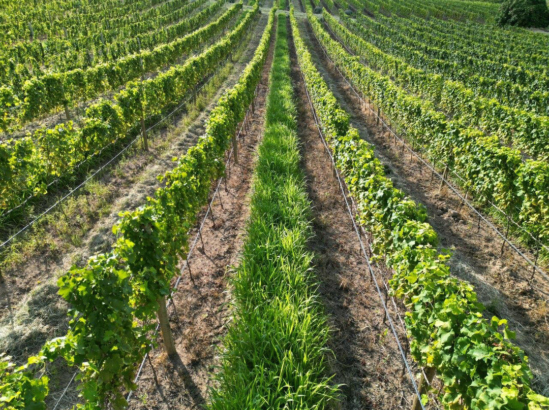 Vínicola Terra Nossa-Espirito Santo Do Pinhal必去景点