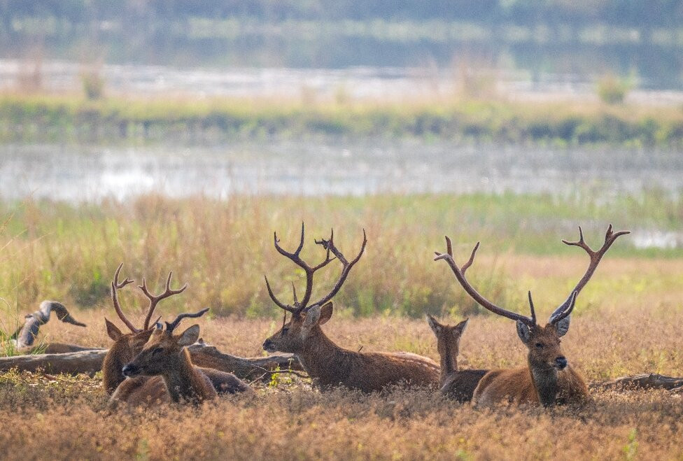 7 Tigers Resort Kanha主图