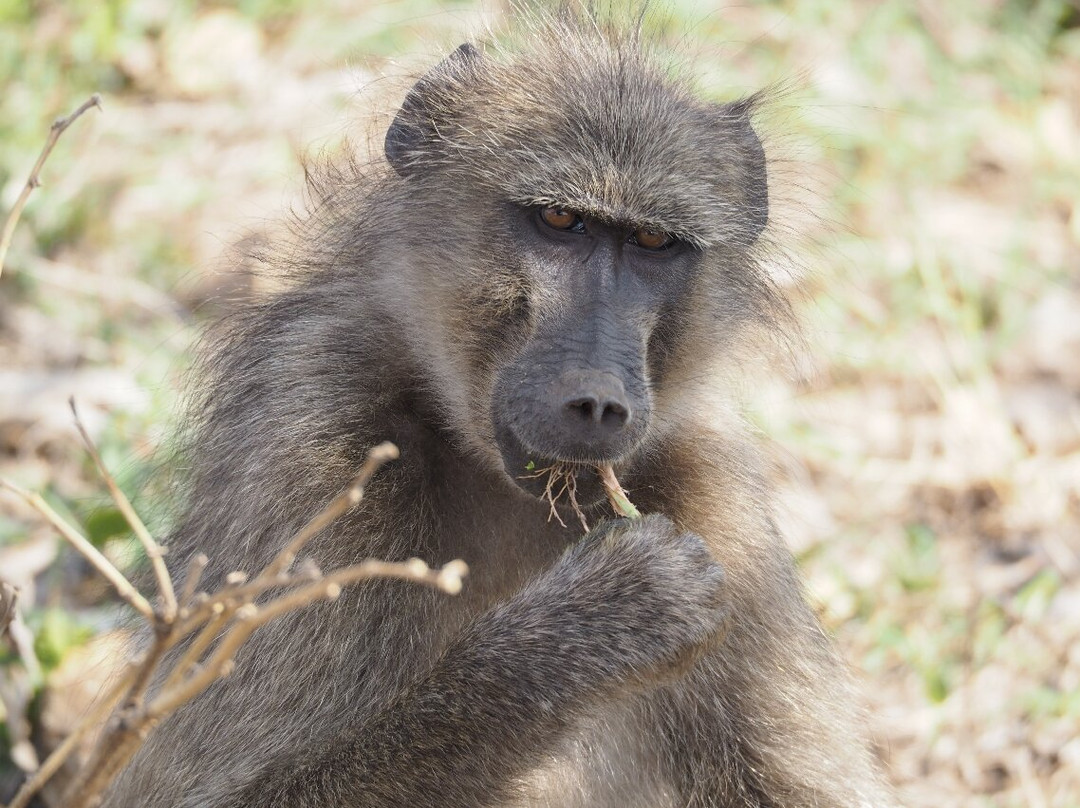 Foxy Crocodile Bush Lodge & Kruger Safaris主图