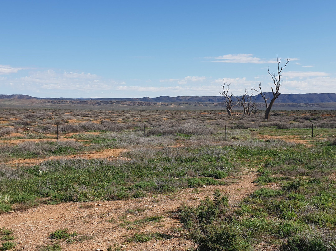 Willochra Historic Site景点图片