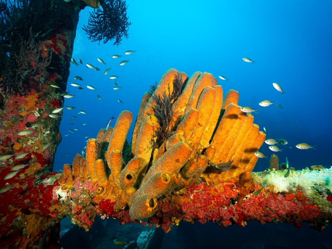 Nautilus Diving & Snorkeling Tours Aruba-萨瓦内塔必去景点