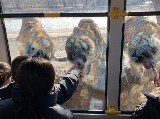 东北虎林园-哈尔滨市必去景点