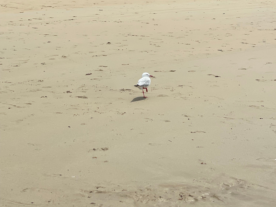 Point Lonsdale Beach-Point Lonsdale必去景点