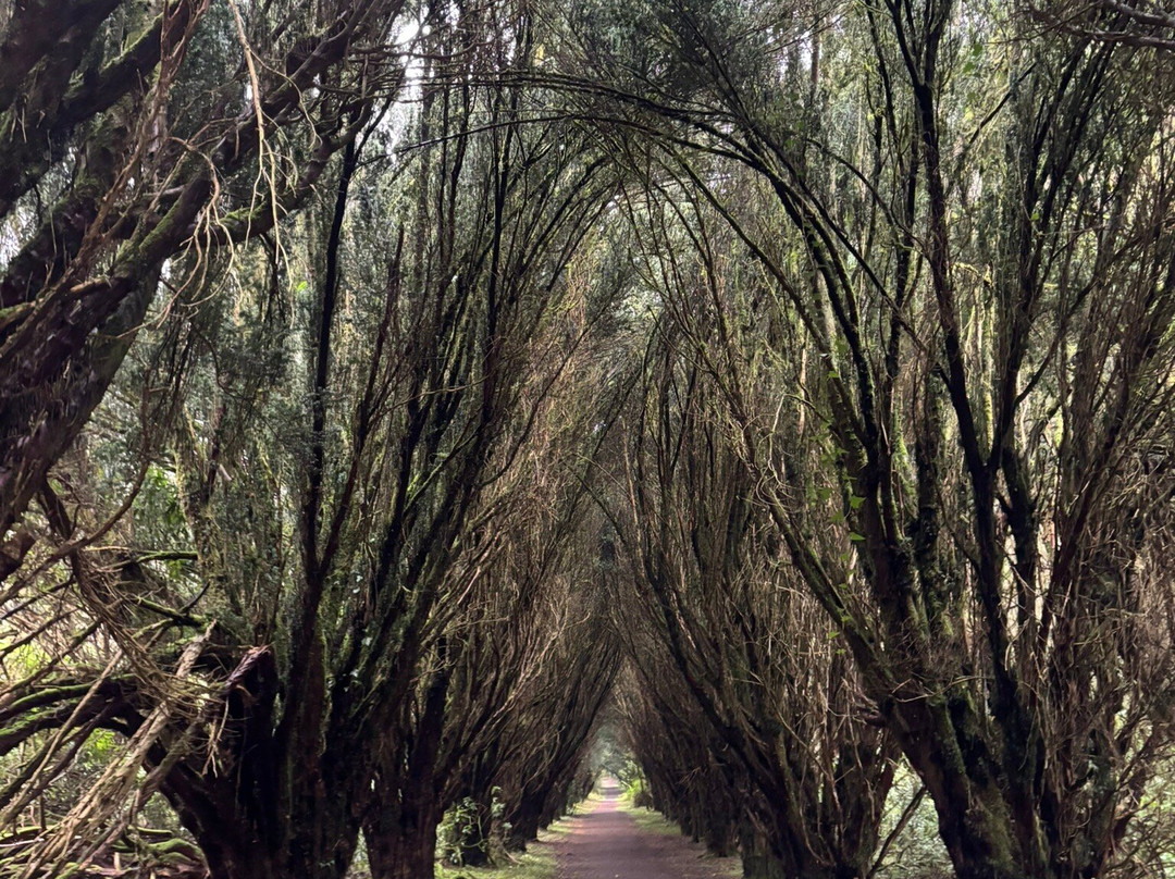 Rossmore Forest Park, Monaghan-Monaghan必去景点