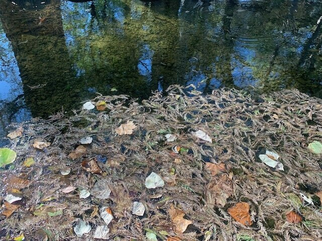 Cibolo Nature Center-Boerne必去景点