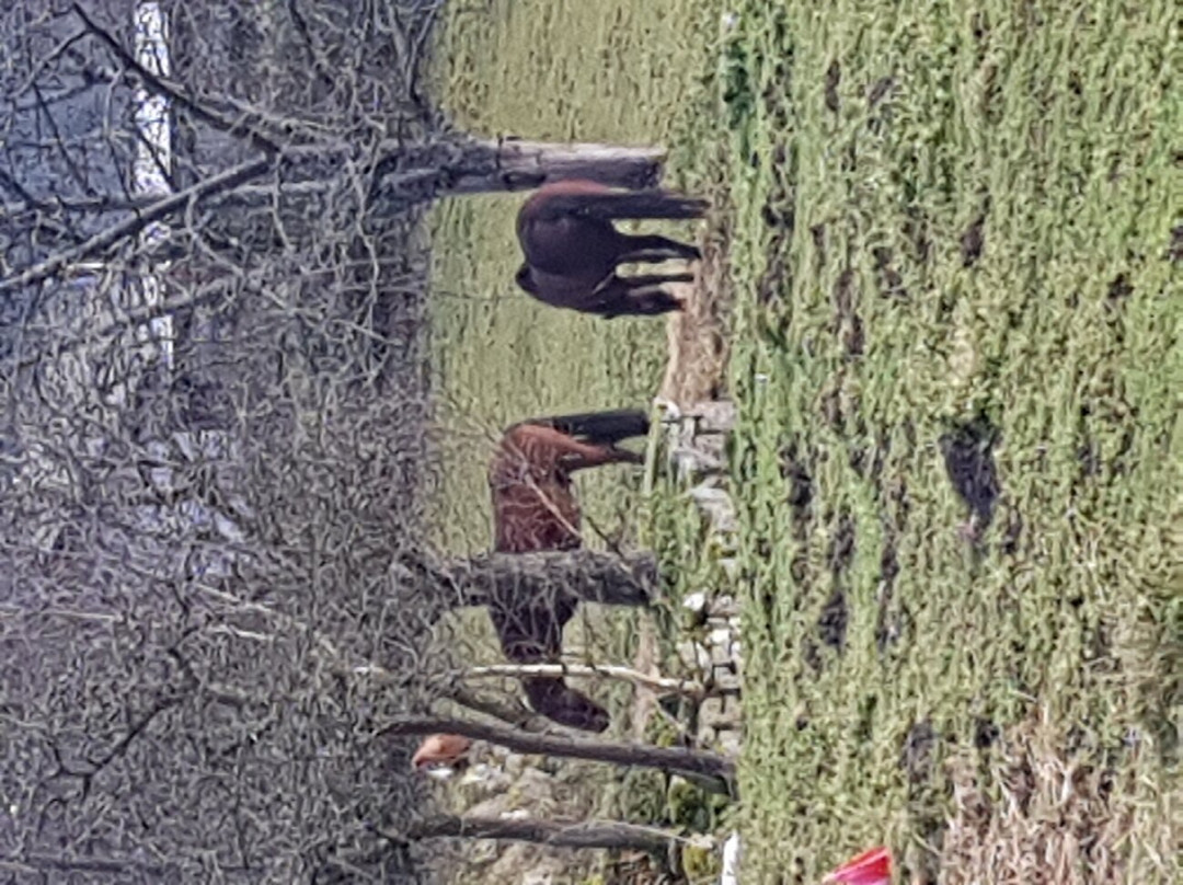 Hotel Auberge du Melkerhof主图