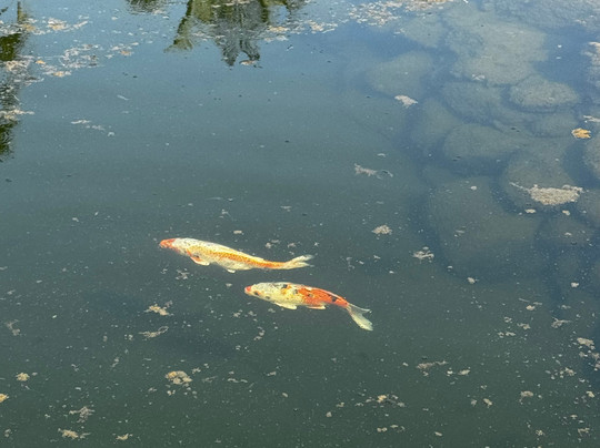 Huayacán Cuernavaca Curamoria Collection主图