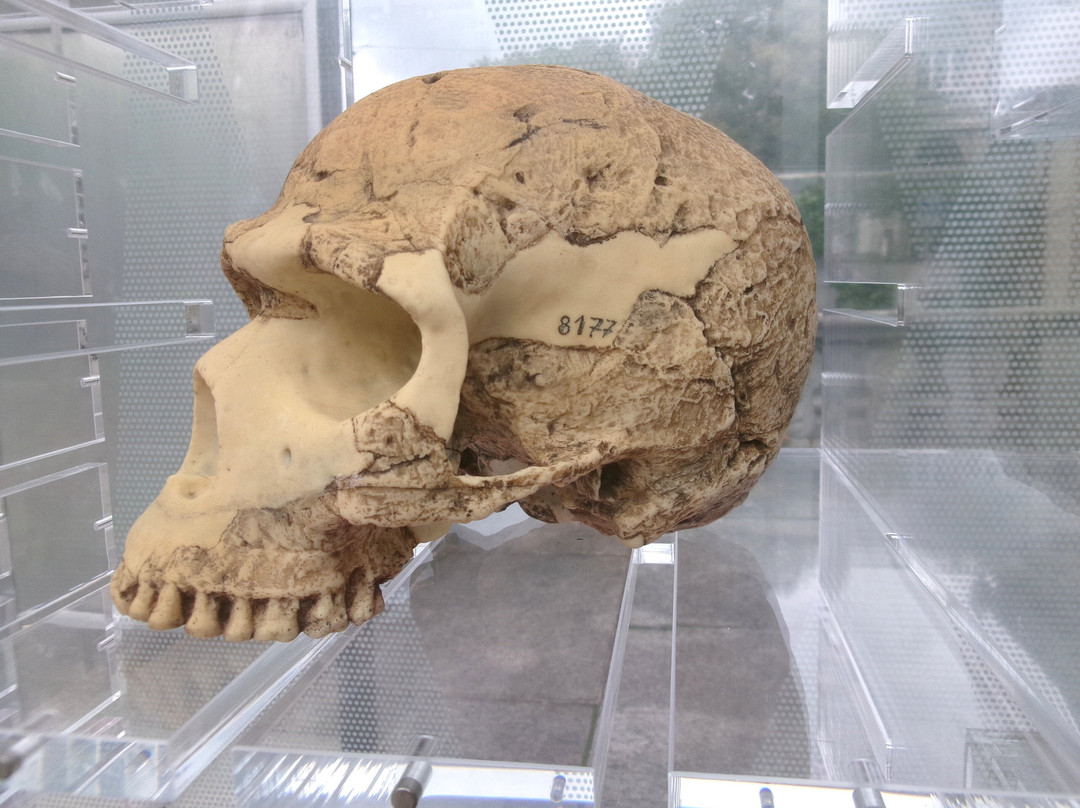 Zoologisches Museum der Universität Zürich-苏黎世必去景点