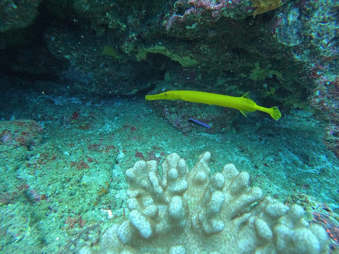 Pisces Diving Sodwana Bay-索德瓦纳必去景点