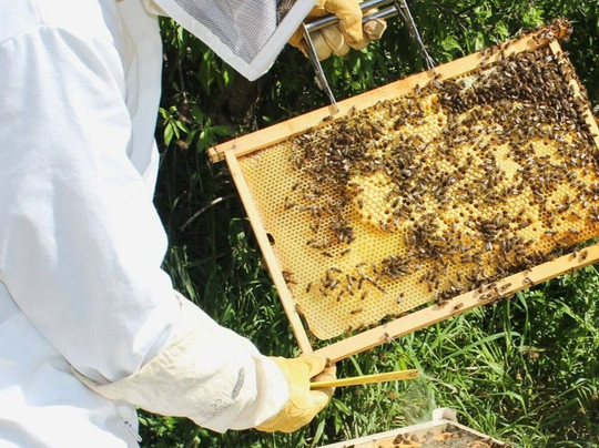 Bestow Bees Gozo